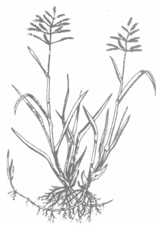 草地早熟禾(.Poa pratensis L.)