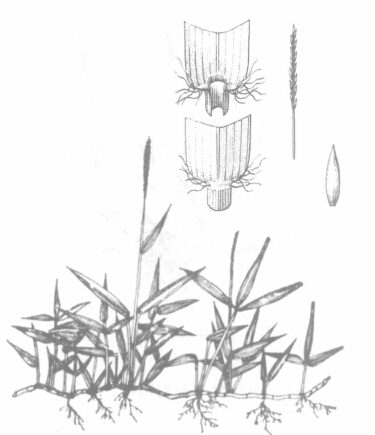 结缕草{Zoysia japonica Steud.)